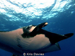 Giant pacific manta came in for a close up. Taken at Soco... by Kris Davies 
